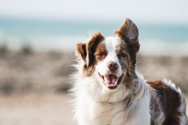 Odontología Veterinaria